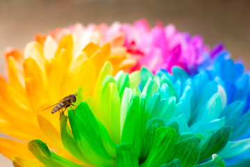 Wall Mural - Bee on a colored chrysanthemum. Macro. The bee collects pollen from the petals of a multicolored chrysanthemum. Macro. Flowers in spring and summer.