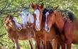 © adogslifephoto - Closeup of Herd of Four Wild Horses