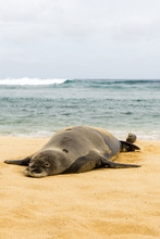Hawaiian Monk Seal Resting On The Beach
