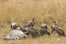 Vultures Eating Dead Zebra On Grassy Field