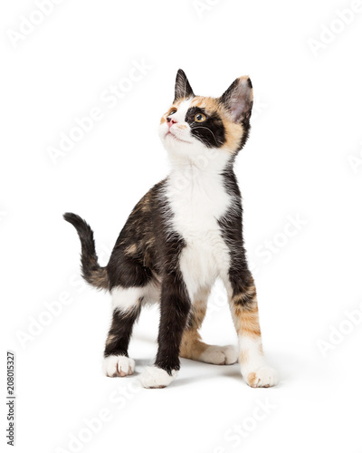 Curious Calico Kitten Isolated On White Buy This Stock Photo And