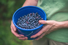Hands Holding A Bucket Of Blueberries
