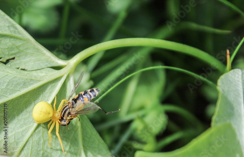 Fotografia, Obraz Yellow floral spider with its prey on the green grass