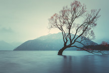The Tree In Lake Wanaka, South Island, New Zealand Landscape