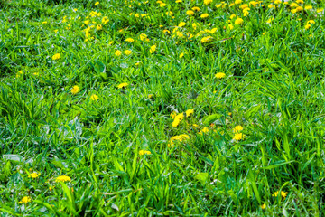 Blooming yellow dandelions in green grass beautiful spring landscape
