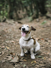 Adorable Joyful Dog