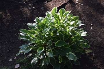 Sticker - Leaves of Hosta (Plantain lily)