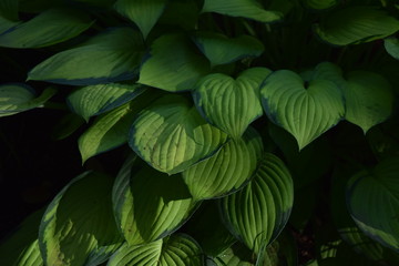 Sticker - Leaves of Hosta (Plantain lily)