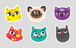 Set of cat emoji Dotted lines on gray background Colorful set of kittys emotions Hand draw type cats for emblem button card avatar stickers Comicpuss pussycat moggy mog vector isolated illustration