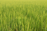 Fototapeta  - The landscape of green young rice fields.