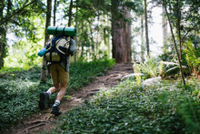 Hiker Wearing Backpack Walking In The Woods.