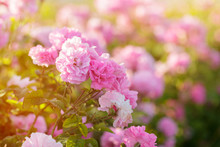 Pink Rose Bush Closeup On Field Background