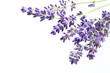 Schöne blumen von Lavendel Nahaufnahme 