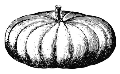 pumpkin #vector #isolated - Kürbis