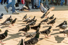 Group Of Pigeons Walking On The Pavement Near People In Istanbul City, Turkey