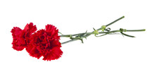 Red Carnation Flowers Isolated On White Background