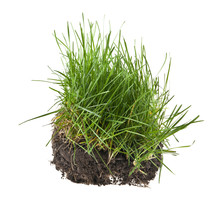 Grass, Soil And Grass Isolated On White Background