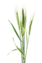 Green Spikelets Of Wheat Isolated On White Background