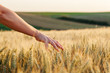 Woman's through the wheat in sunset