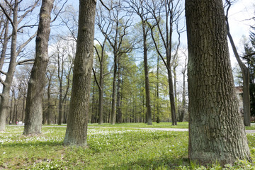 Wall Mural - Powerful trunks of trees on sides of the road in the park and the blossoming snowdrops on a green grass