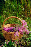 Fototapeta Lawenda - Flowers willow tea flowers in a basket on the grass