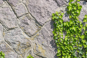 wall of stone overgrown with ivy