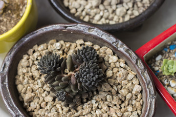 Poster - small black cactus in a pot, top view close-up