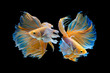 The moving moment beautiful of yellow half moon siamese betta fish or dumbo betta splendens fighting fish in thailand on isolated black background. Thailand called Pla-kad or big ear fish.