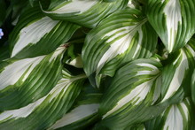 A Beautiful Decorative Plant Of A Close-up With Large Green And White Leaves