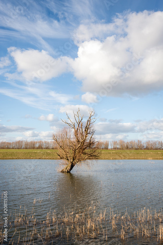 Fotografie, Obraz Bare tree skew standing in reflective water