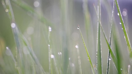 Poster - macro grass with dew swaying in the wind, spring birds singing, nightingale, birdsong