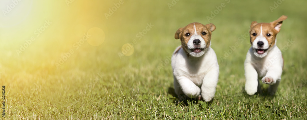 Web banner of happy Jack Russell Terrier dog puppies as playing - obrazy, fototapety, plakaty 
