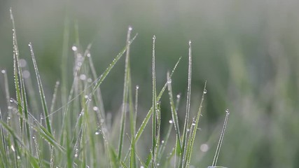 Poster - macro grass with dew swaying in the wind, spring birds singing, nightingale, birdsong