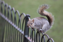 A Beautiful Squirrel Resting On Fence, Green Park, London, England, U.K