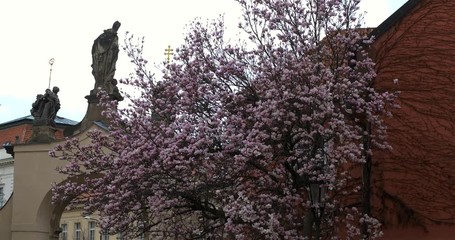 Wall Mural - Magnolia blossom at Strahov Monastery, Prague