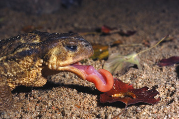 common toad, bufo bufo, Eating a worm, tongue out