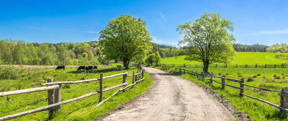 countryside landscape, farm field and grass with grazing cows on pasture in rural scenery with count