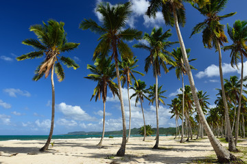 Canvas Print - The wild beach and hard to reach on the Samana peninsula in Dominican Republic