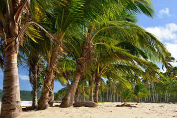 Canvas Print - The Rincon beach wild and hard to reach on the Samana peninsula in Dominican Republic