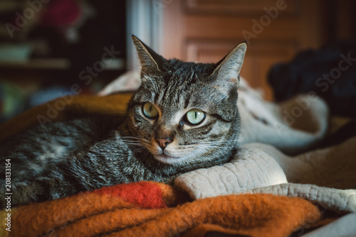 Zdjęcie XXL Zrób portret kota