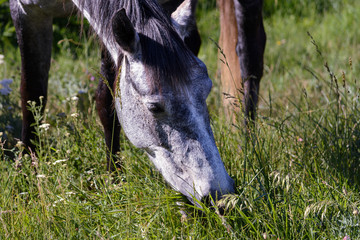 Beautiful gray horse is eating grass on a meadow