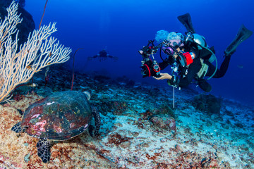 Female SCUBA diver photographing a Hawksbill turtle on a tropical coral reef