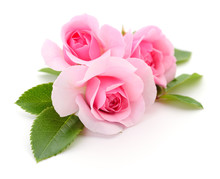 Beautiful Pink Roses.