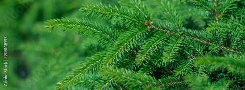 background of coniferous evergreen spruce forests