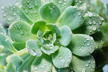 Cactus Echeveria Water Droplets On Leaves