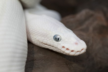 Albino Royal Python Free Stock Photo Public Domain Pictures Albino Royal Python Free Stock Photo Public Domain Pictures