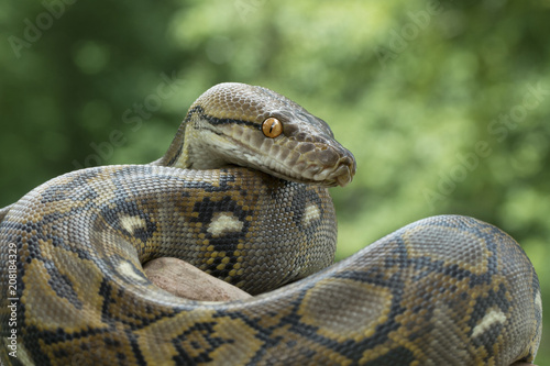 Zdjęcie XXL Reticulated Python Snake