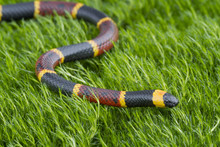 Coral Snake Free Stock Photo - Public Domain Pictures