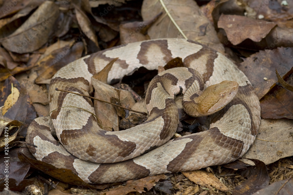 venomous-copperhead-snake-agkistrodon-contortrix-stock-photo-adobe