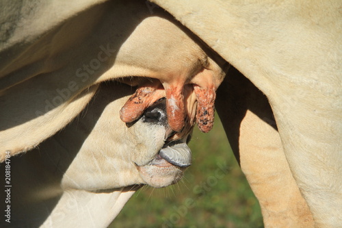 Fotomural Brahman cross calf drinking milk from mother cows teat